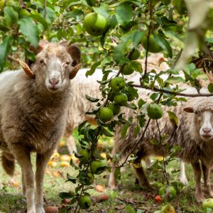 North Portugal Sheep