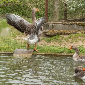 Geese at farm run freely